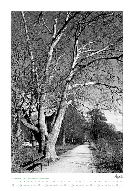 Kalender 2026 „Baumsichten"