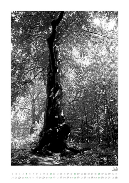 Kalender 2026 „Baumsichten"