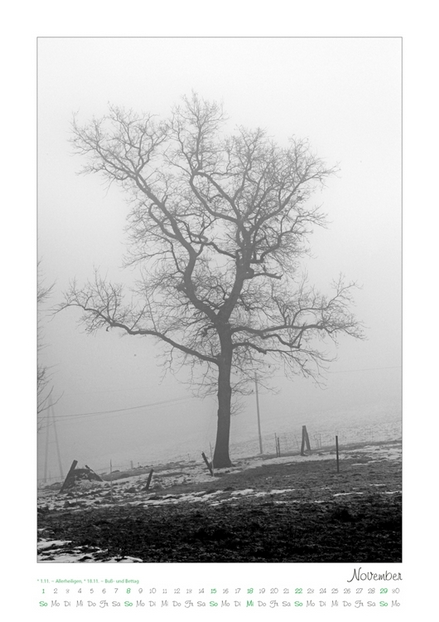 Kalender 2026 „Baumsichten"